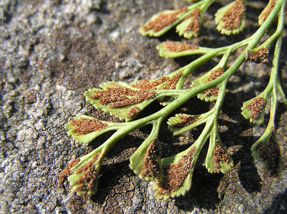 Asplenium ruta-muraria (wall-rue)
