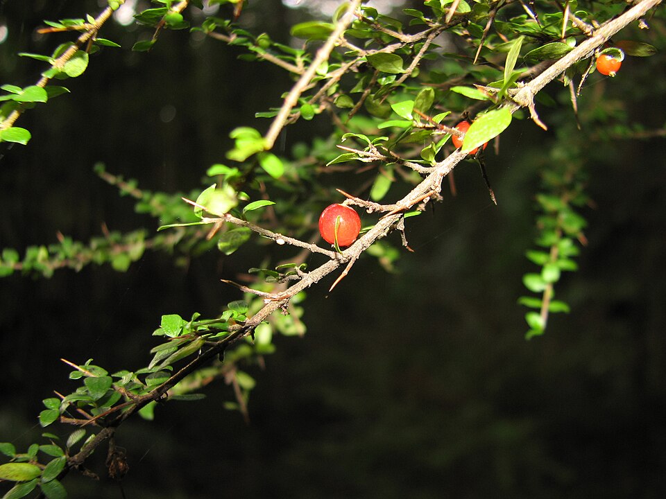 Coprosma quadrifida (Prickly Currant-Bush)