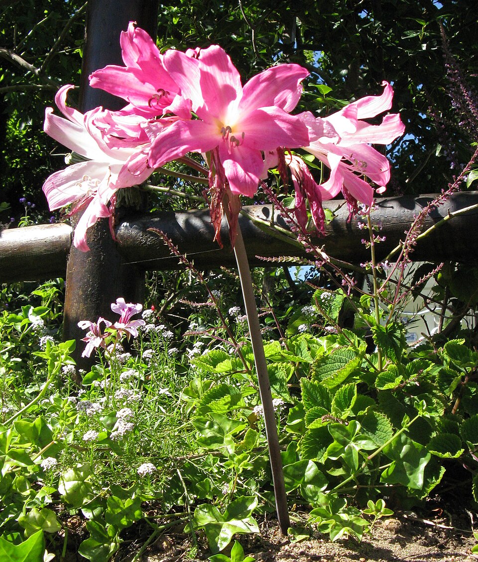 Amaryllis belladonna (Belladonna Lily) (alternate view 4)