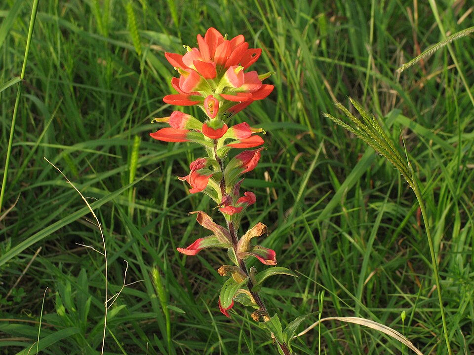 Castilleja indivisa (Texas Paintbrush)