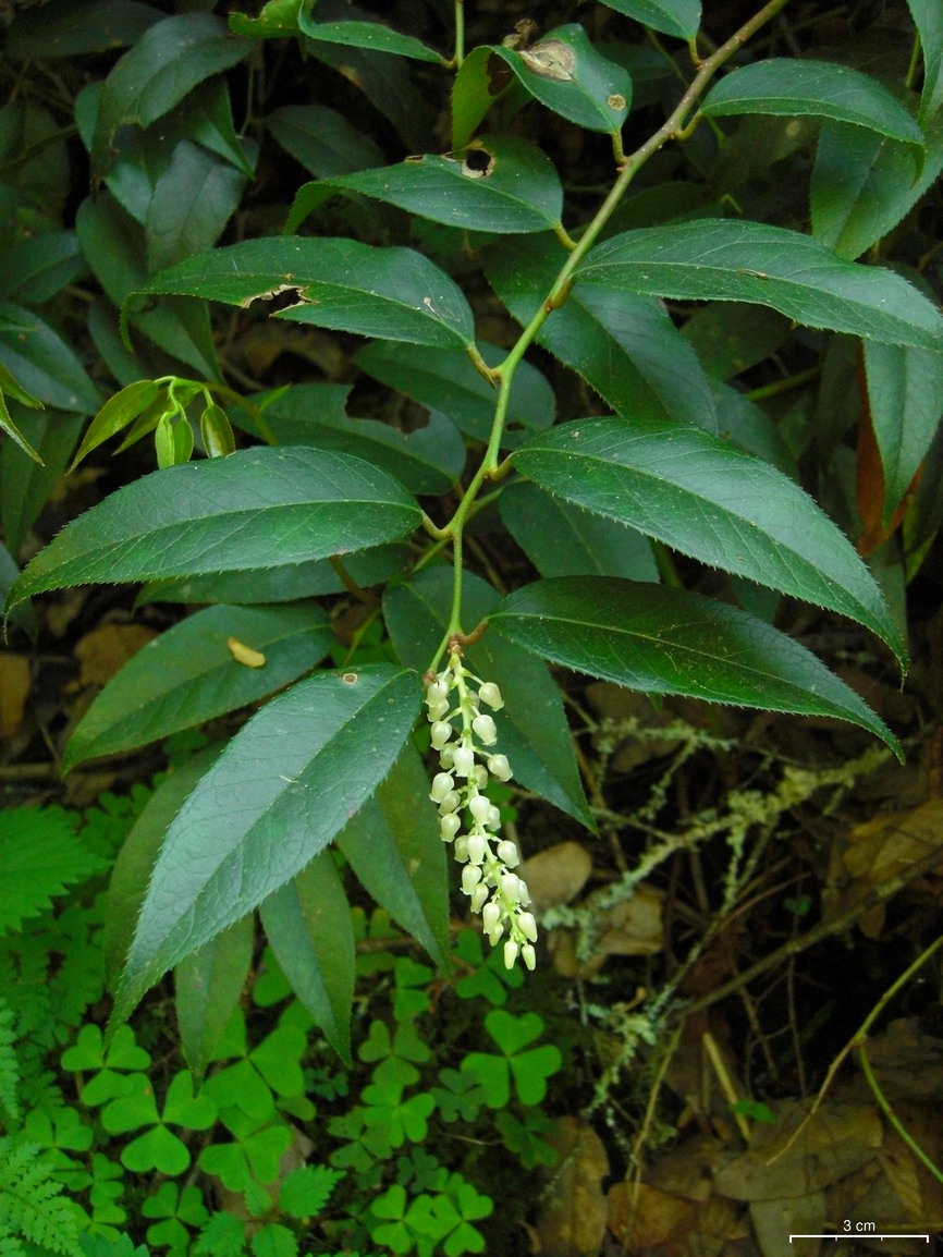 Leucothoe fontanesiana, Drooping leucothoe — spreading evergreen (Ericaceae) (image 3 of 10)