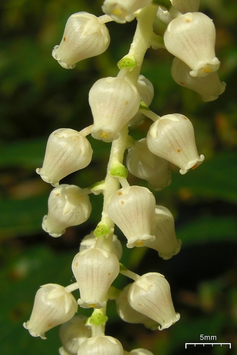 Leucothoe fontanesiana, Drooping leucothoe — spreading evergreen (Ericaceae) (image 4 of 10)