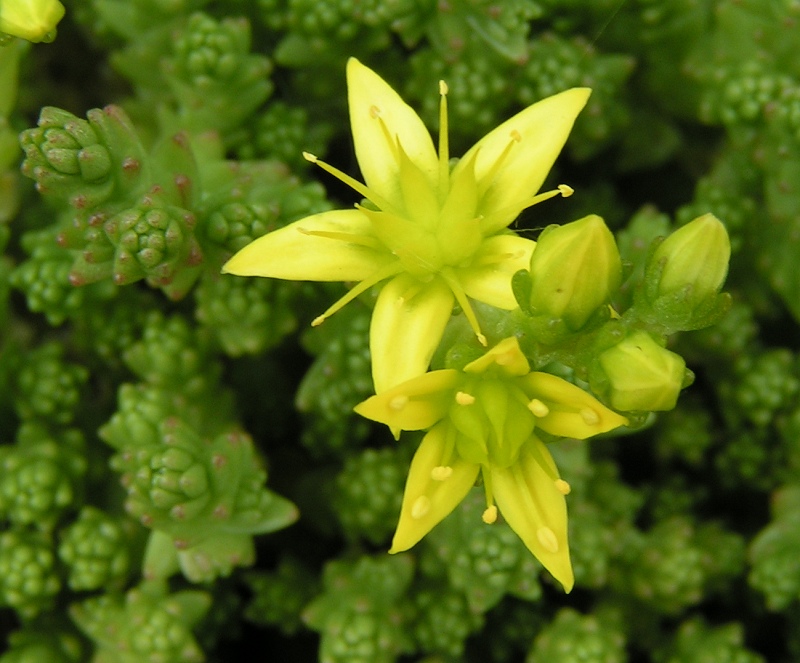 Sedum (Stonecrop)