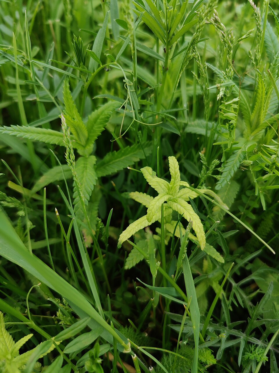 Rhinanthus (Rattles) (alternate view 2)