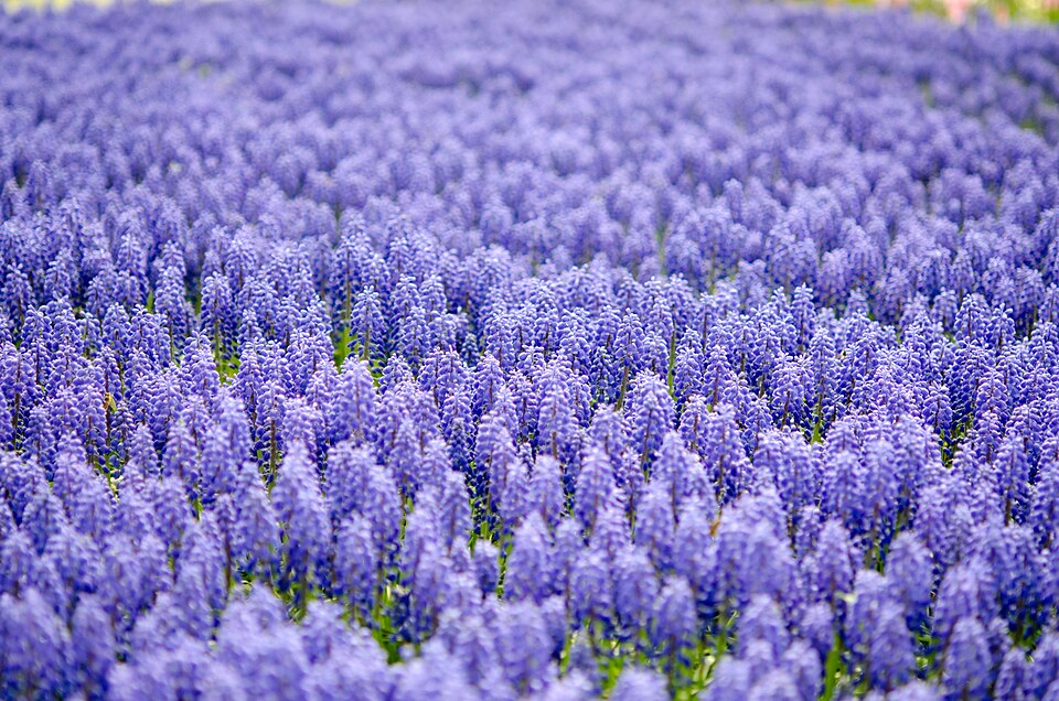 Muscari neglectum (Musk Hyacinth)