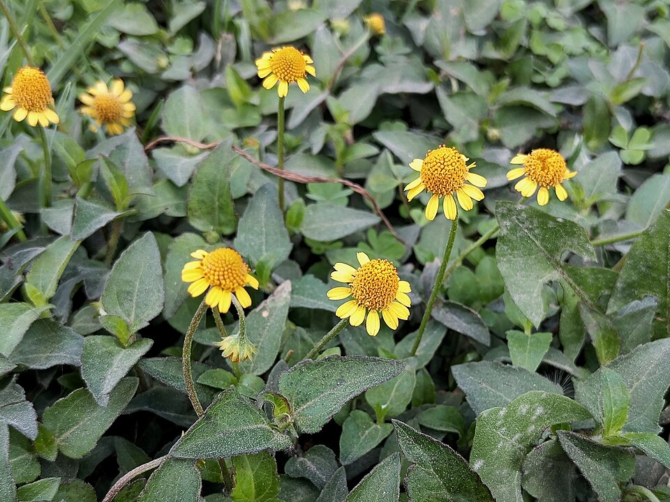 Acmella repens (Oppositeleaf Spotflower) (alternate view 8)