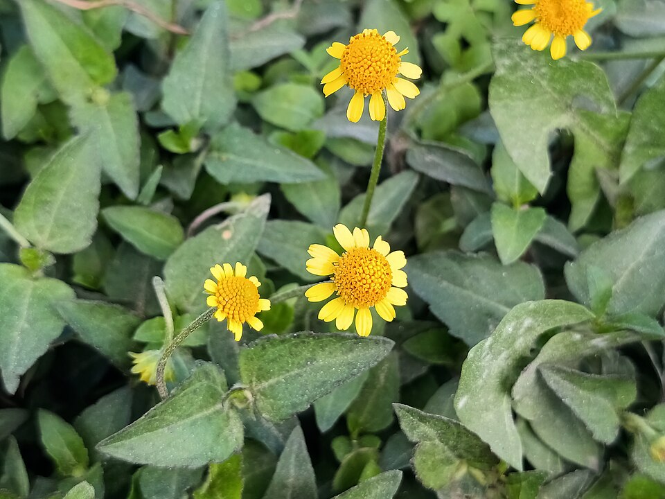 Acmella repens (Oppositeleaf Spotflower) (alternate view 9)