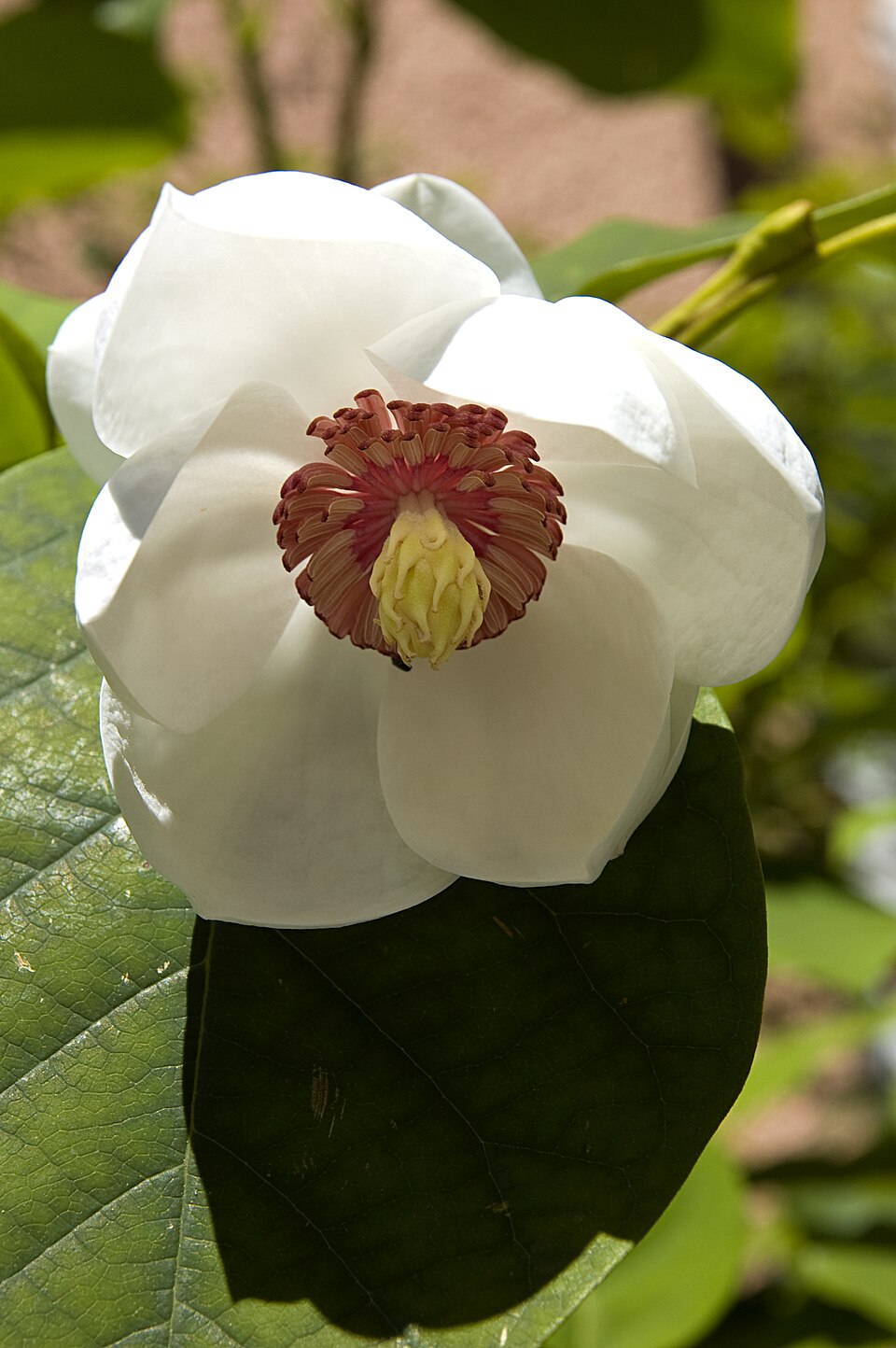 Magnolia sieboldii (Oyama magnolia) (alternate view 6)