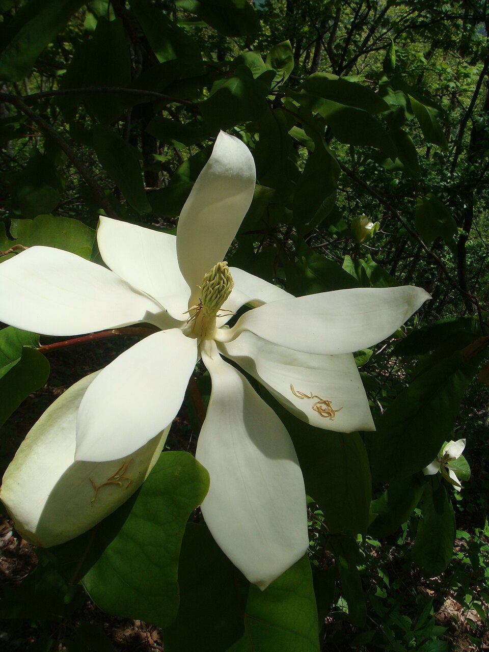 Magnolia fraseri (Fraser Magnolia) (alternate view 4)