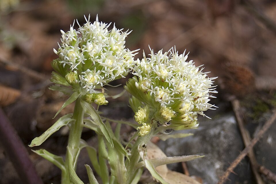 Petasites albus (White Butterbur) (alternate view 7)