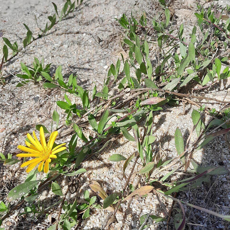 Grindelia (gumplants) (alternate view 4)