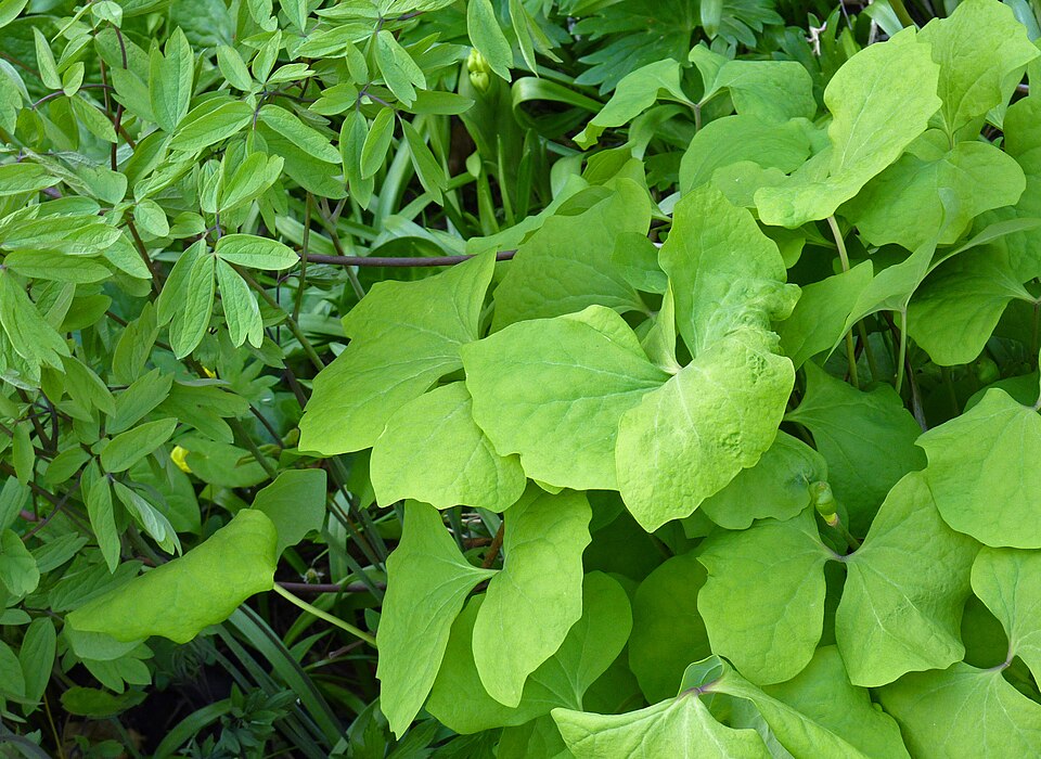 Jeffersonia diphylla (twinleaf) (alternate view 9)