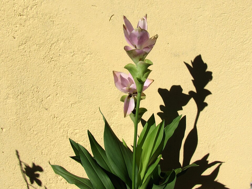 Curcuma (turmerics) (alternate view 5)