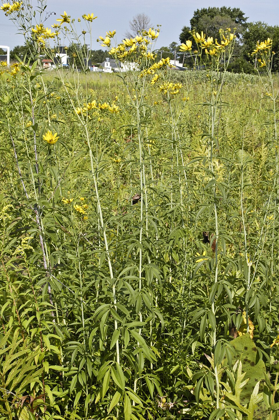 Coreopsis tripteris (Tall Coreopsis) (alternate view 7)