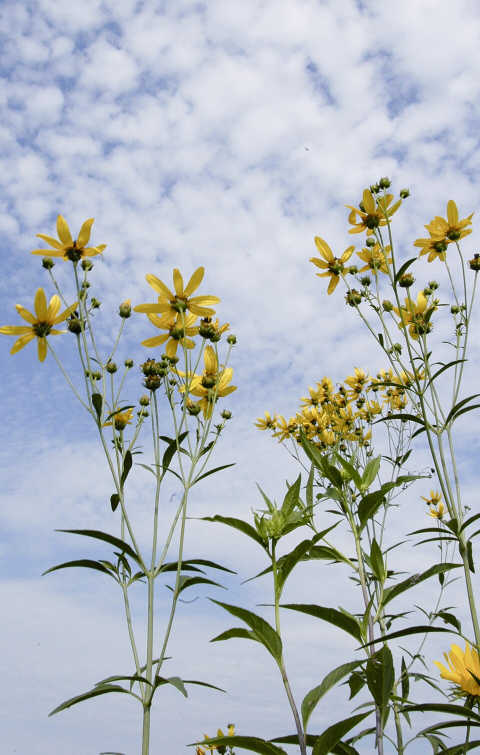 Coreopsis tripteris (Tall Coreopsis) (alternate view 8)