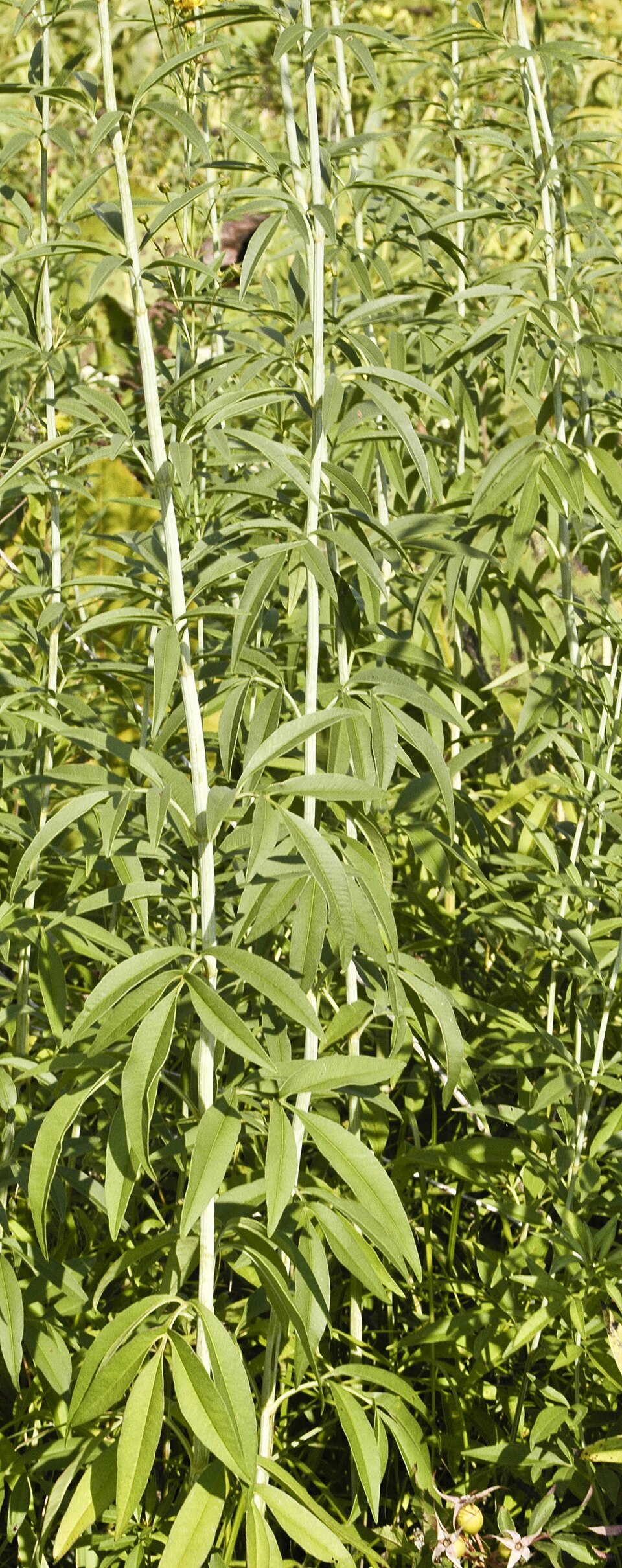 Coreopsis tripteris (Tall Coreopsis) (alternate view 9)