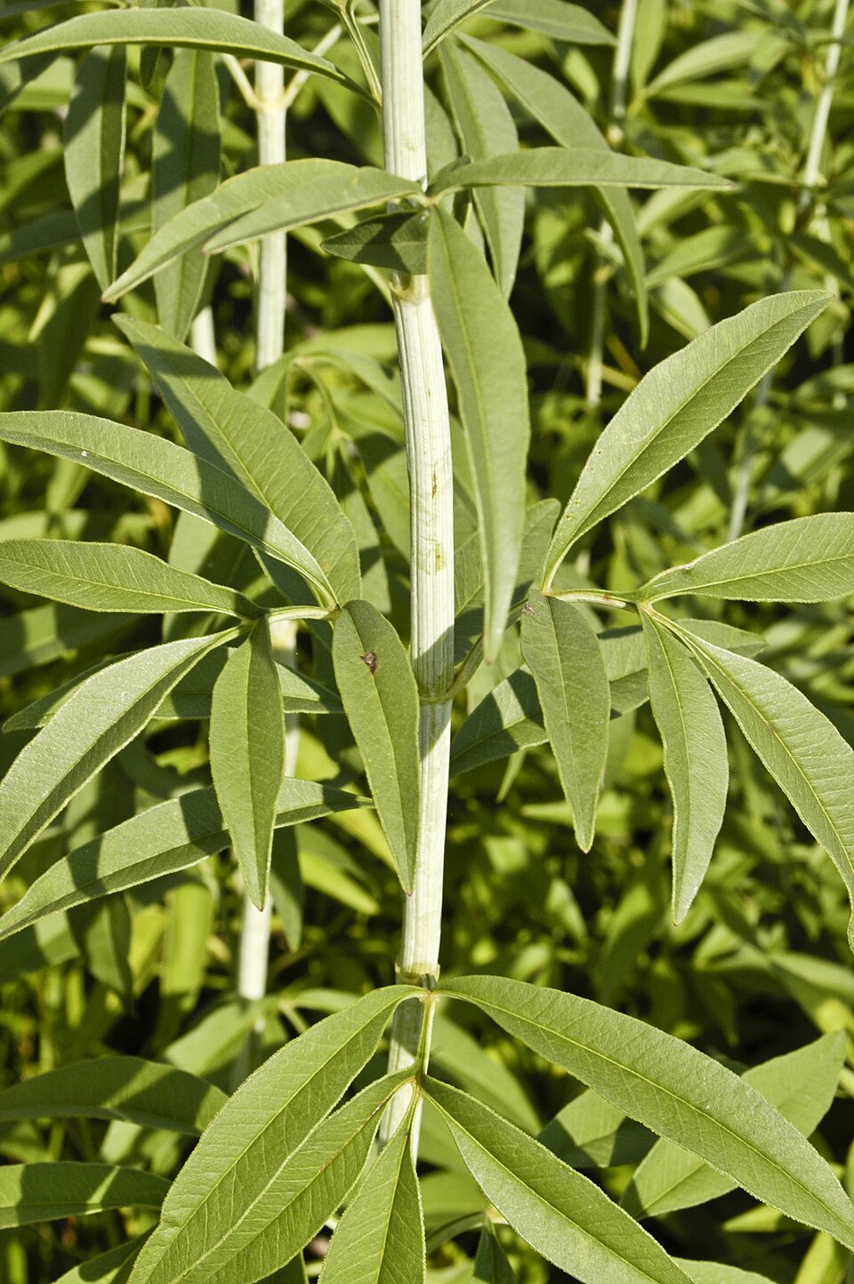 Coreopsis tripteris (Tall Coreopsis) (alternate view 10)