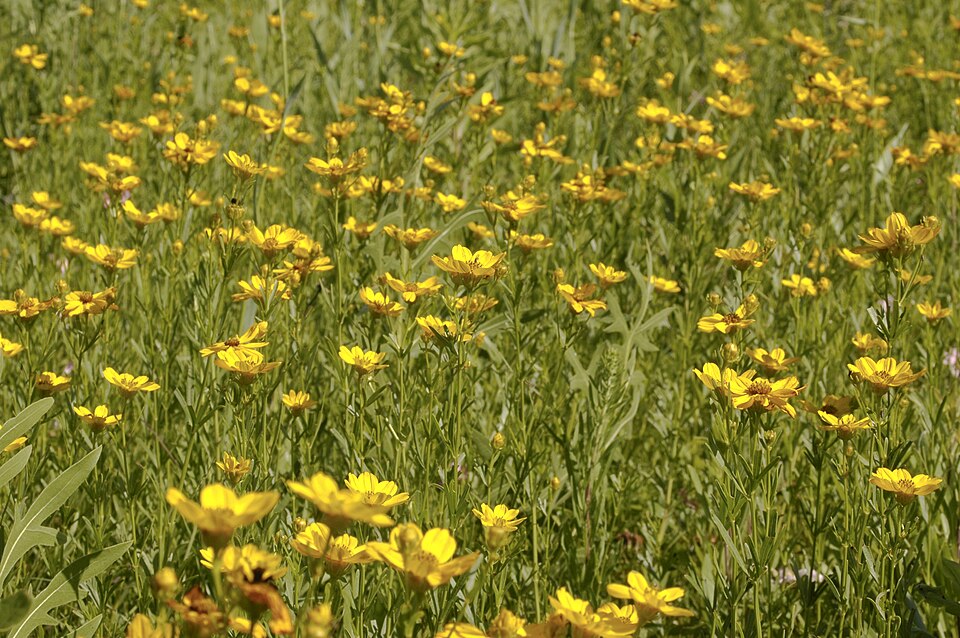 Coreopsis palmata (Stiff Tickseed) (alternate view 8)