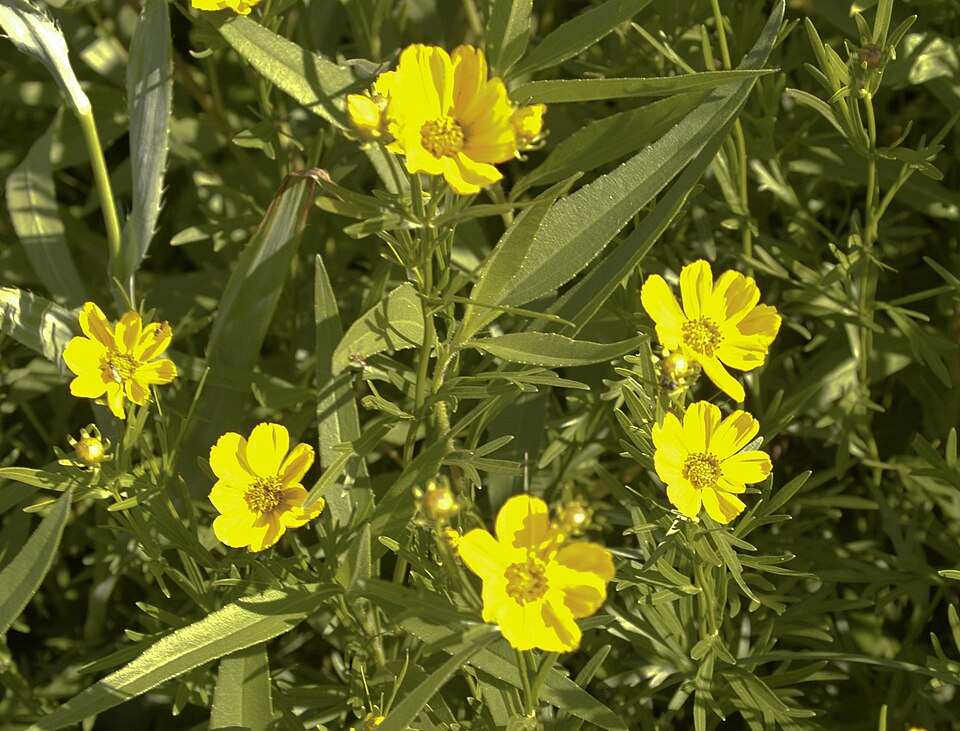 Coreopsis palmata (Stiff Tickseed) (alternate view 9)