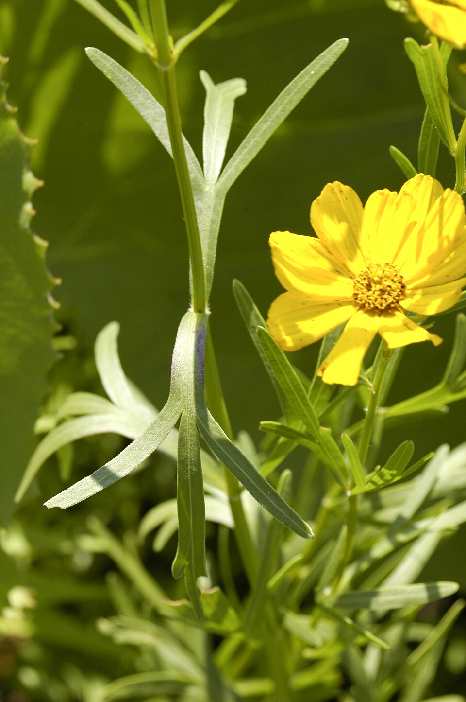 Coreopsis palmata (Stiff Tickseed) (alternate view 10)