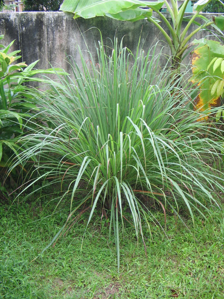 Cymbopogon citratus (Lemongrass)