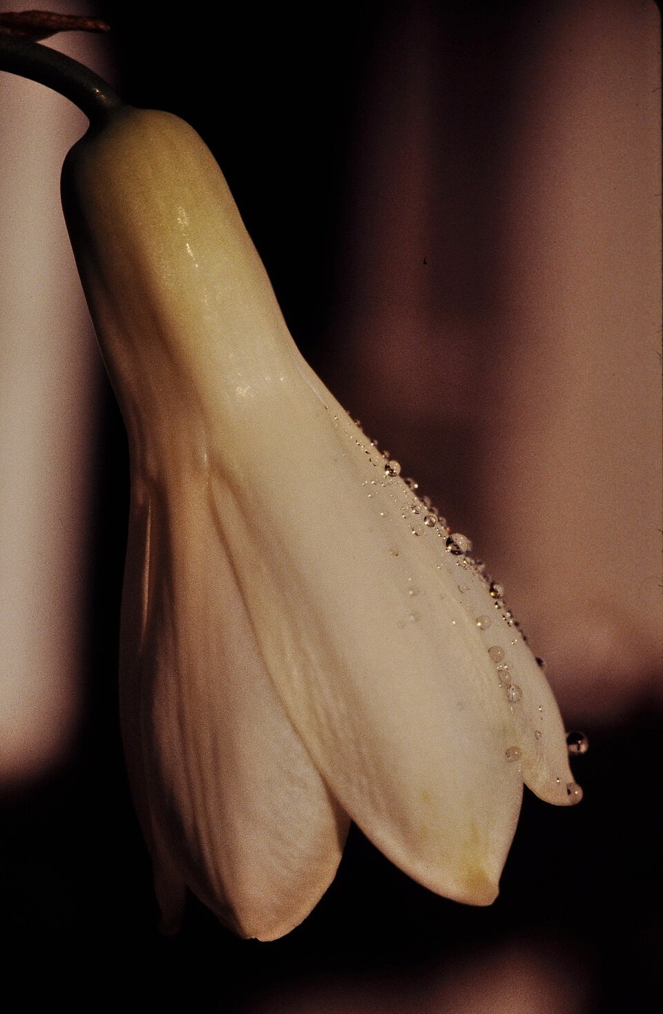 Ornithogalum candicans (Summer hyacinth) (alternate view 9)