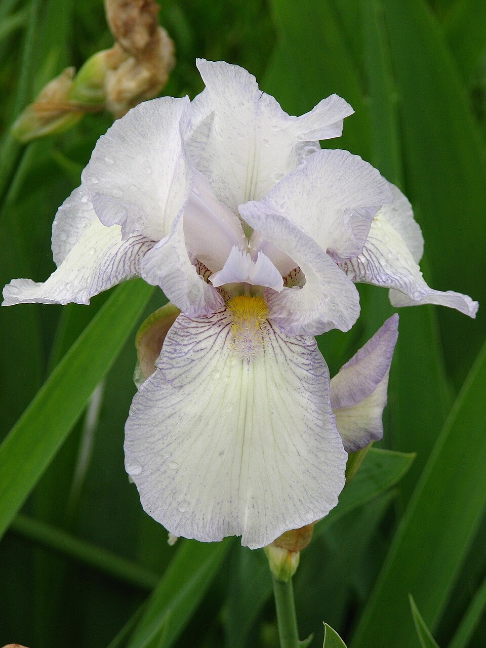 Iris germanica 'Immortality' (Immortality Reblooming Bearded Iris)