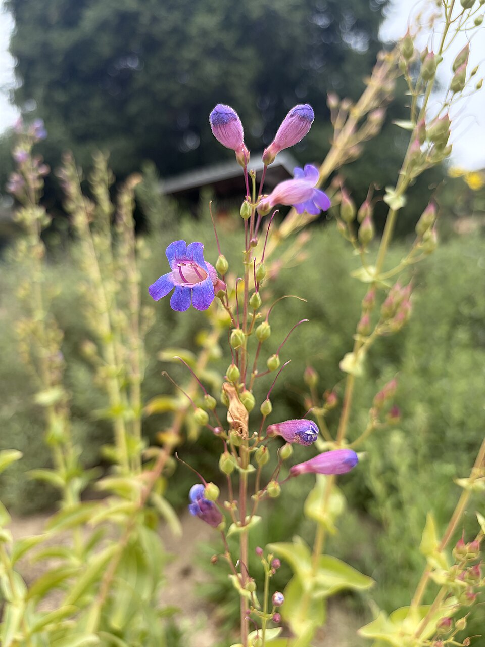 Penstemon (beardtongues) (alternate view 7)