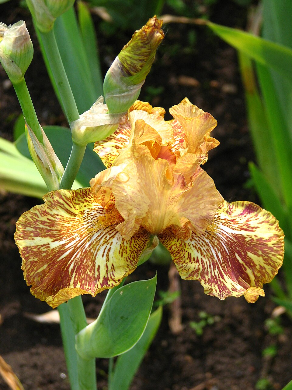 Iris germanica 'Tiger Honey' (Tiger Honey Bearded Iris)