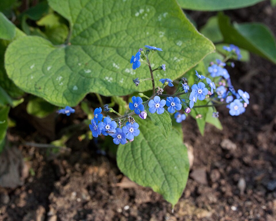 Brunnera macrophylla (perennial forget-me-not) (alternate view 9)