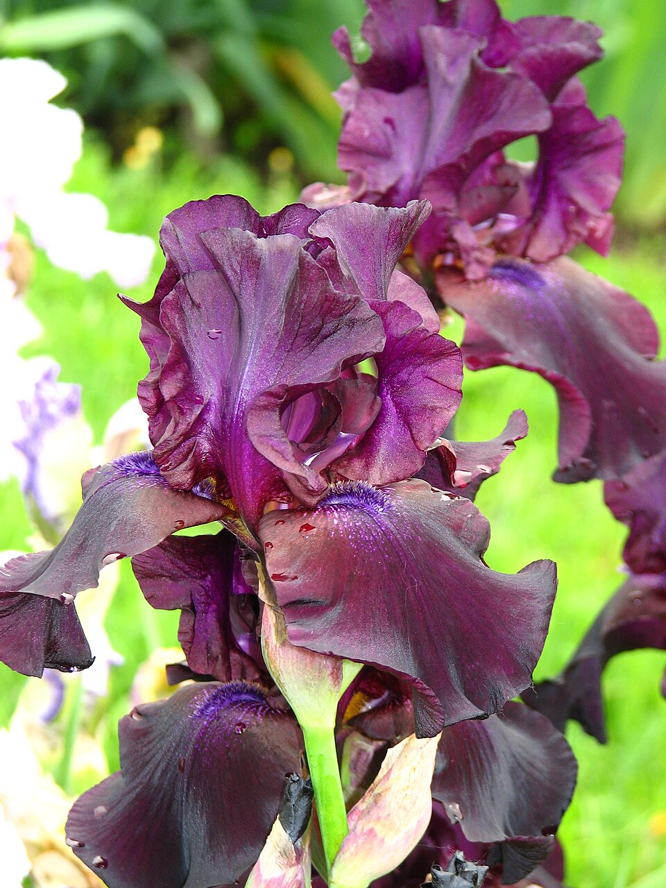 Iris 'Superstition'