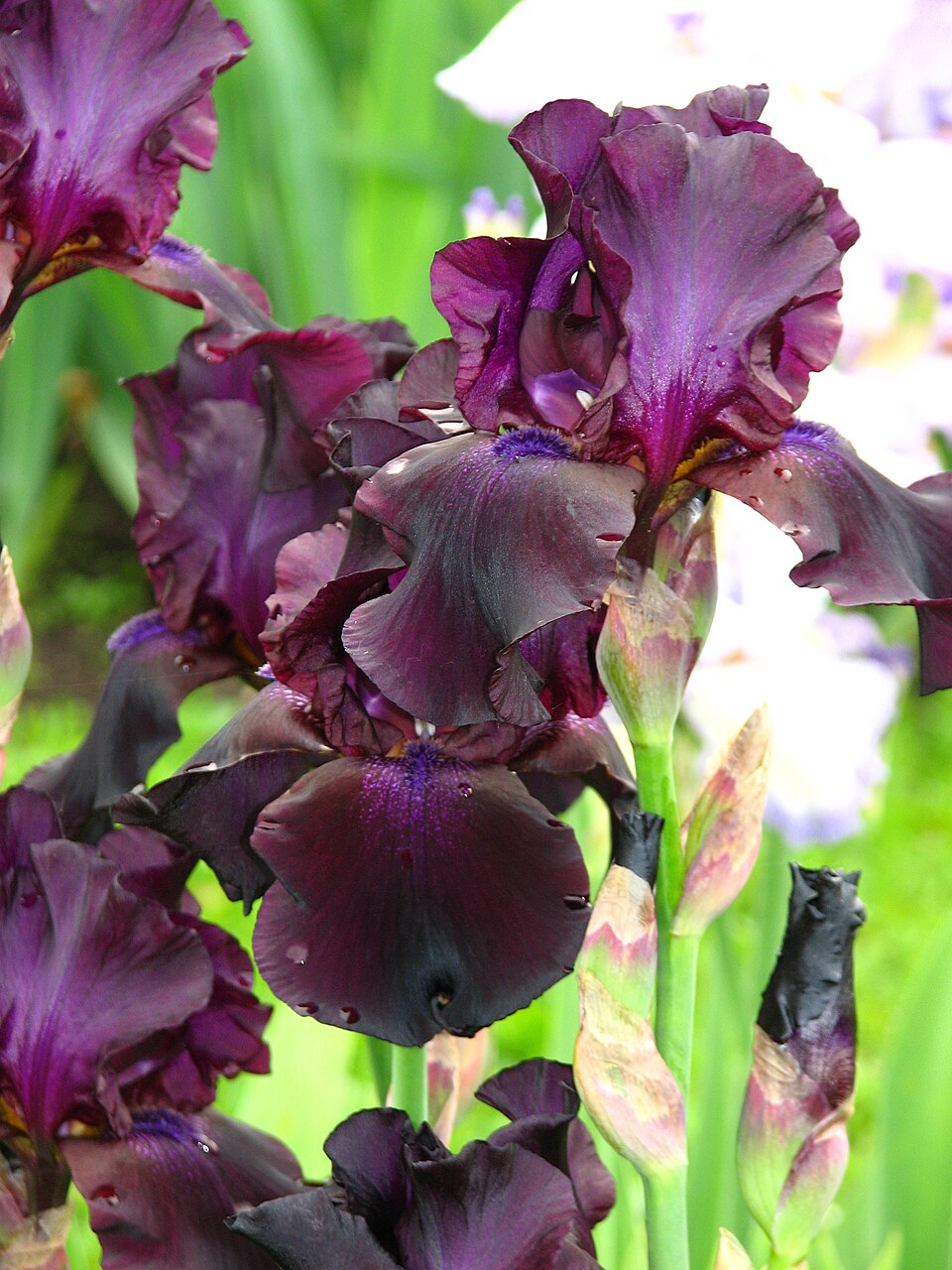 Iris 'Superstition' (alternate view 2)