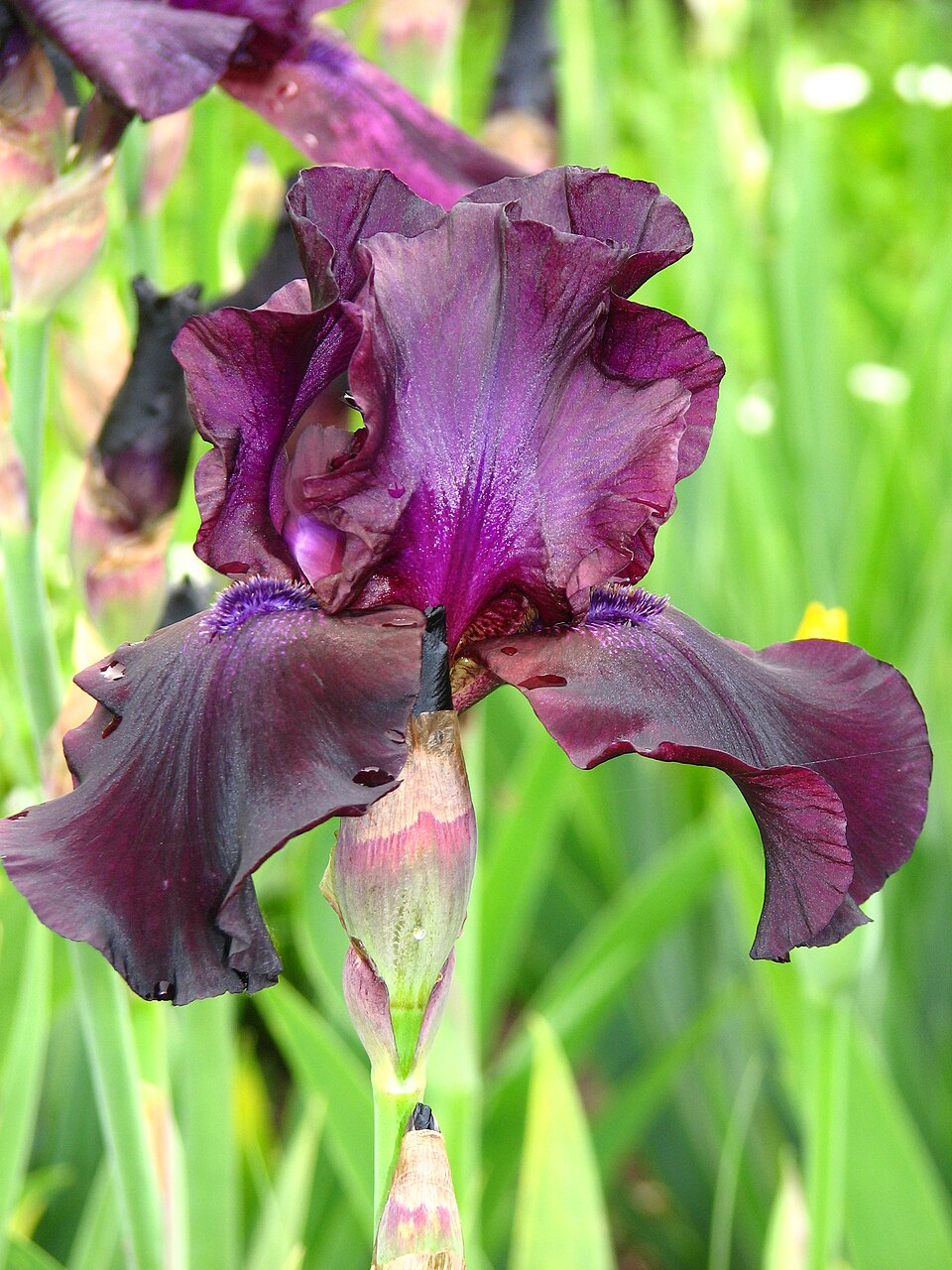 Iris 'Superstition' (alternate view 3)