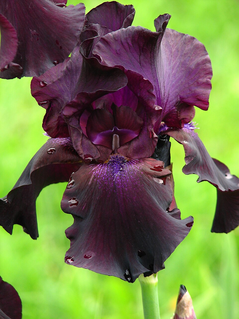 Iris 'Superstition' (alternate view 4)