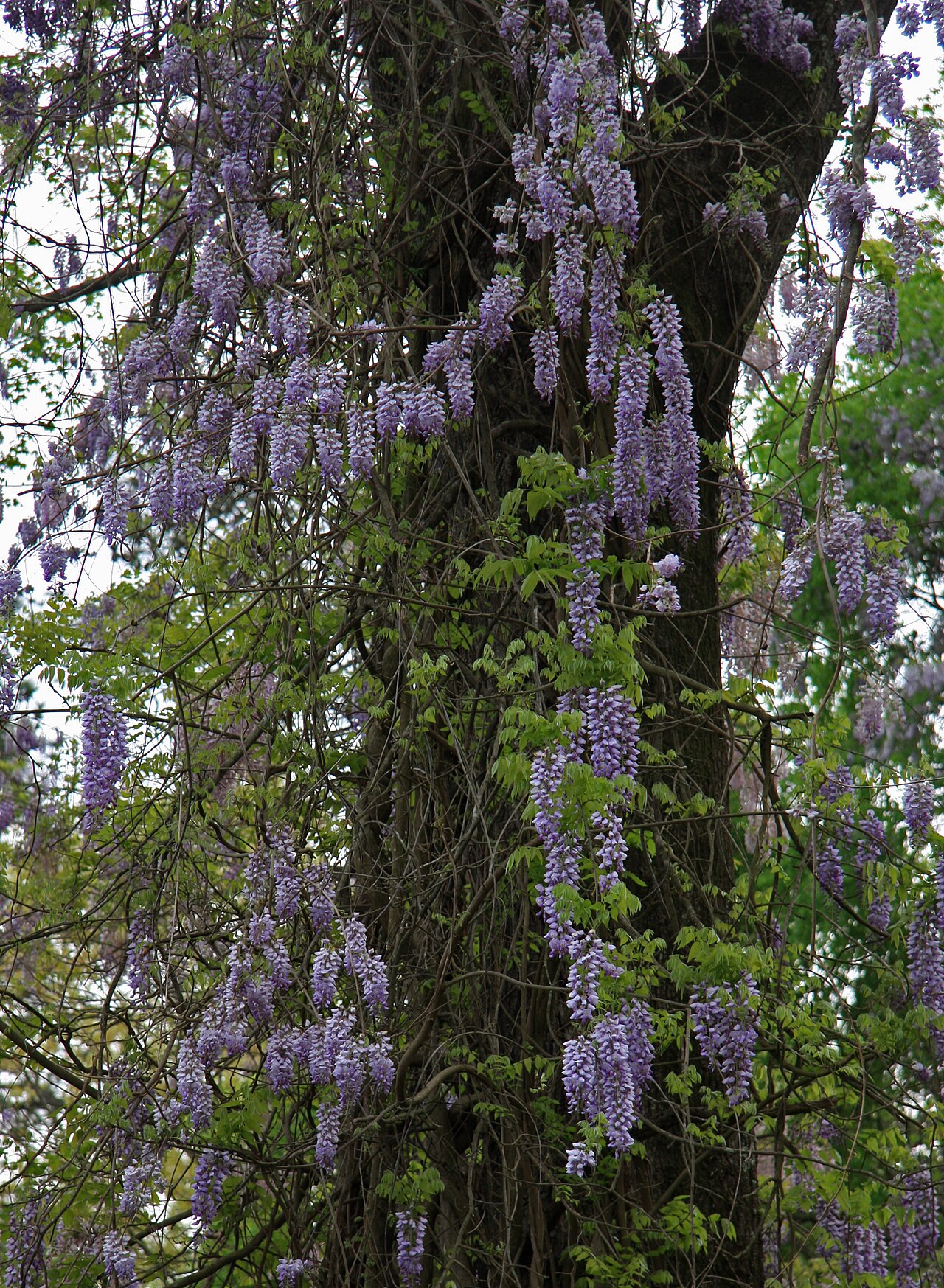 Wisteria frutescens, American wisteria — climbing deciduous (Fabaceae) (image 2 of 10)