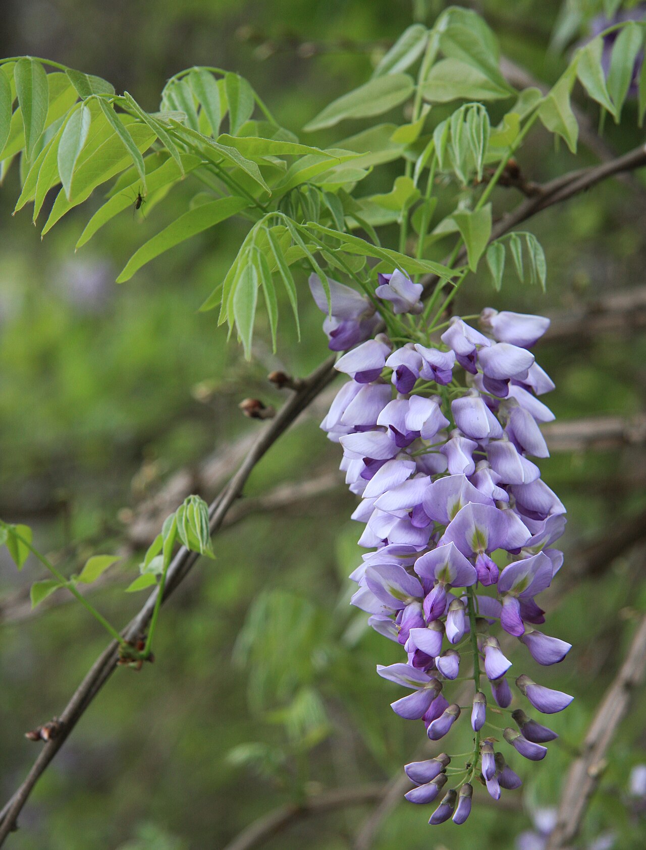 Wisteria frutescens, American wisteria — climbing deciduous (Fabaceae) (image 3 of 10)