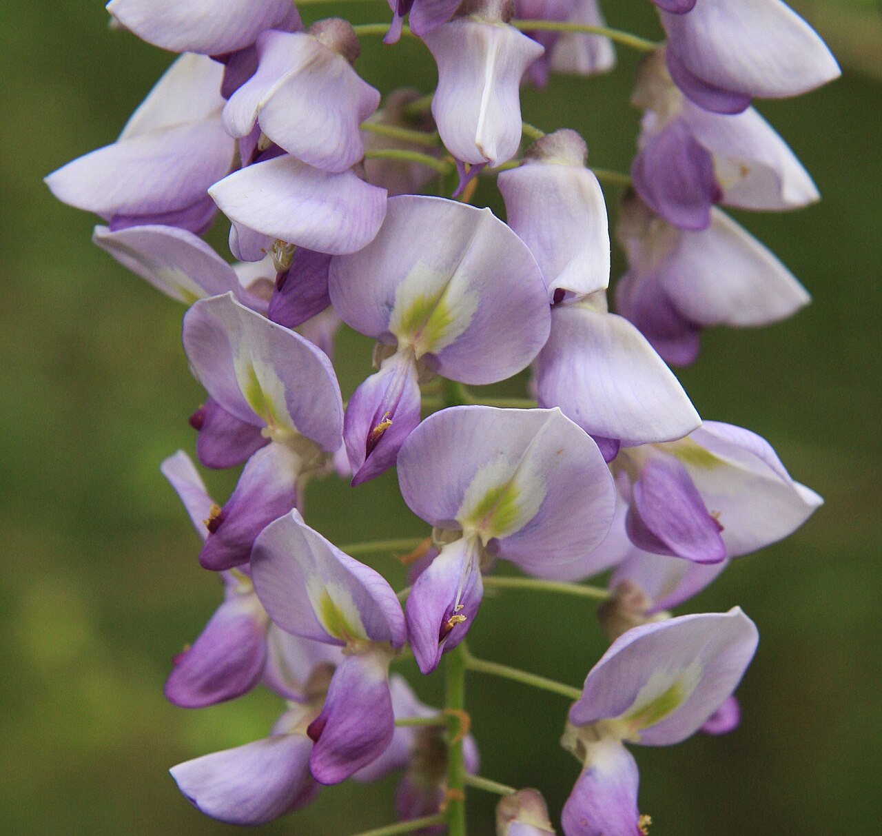 Wisteria frutescens, American wisteria — climbing deciduous (Fabaceae) (image 4 of 10)