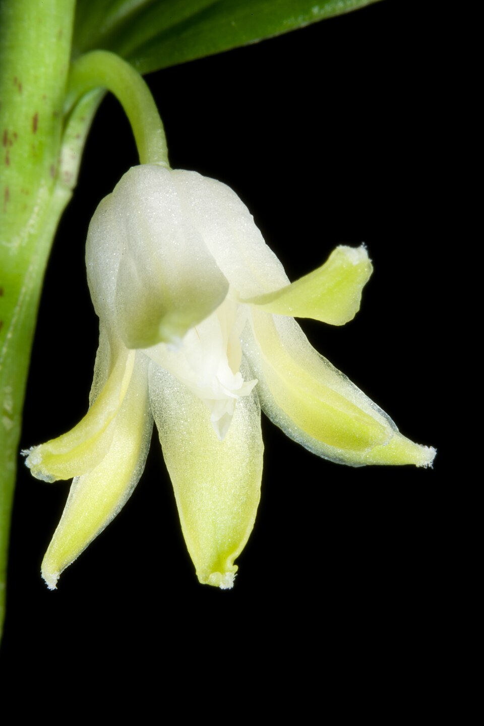 Disporopsis pernyi (Pernyi's Disporopsis) (alternate view 9)