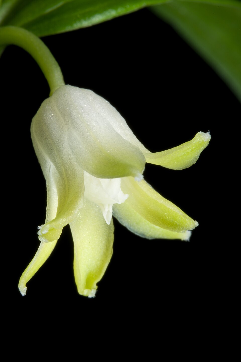 Disporopsis pernyi (Pernyi's Disporopsis) (alternate view 10)