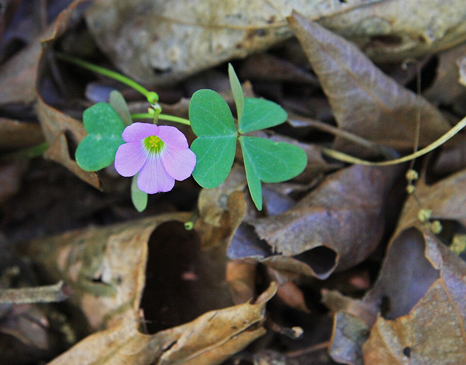 Oxalis violacea (violet woodsorrel)