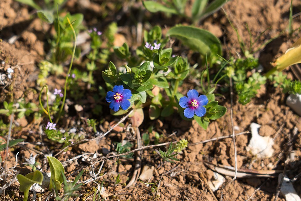 Lysimachia loeflingii (Blue Scarlet Pimpernel) (alternate view 7)