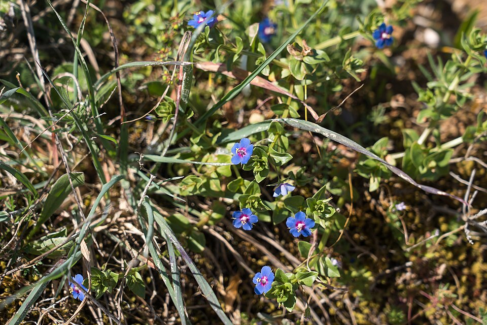 Lysimachia loeflingii (Blue Scarlet Pimpernel) (alternate view 8)