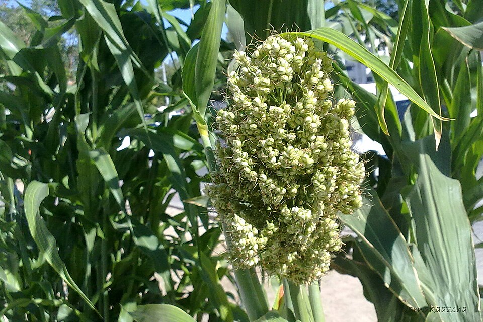 Sorghum bicolor (Sorghums) (alternate view 5)