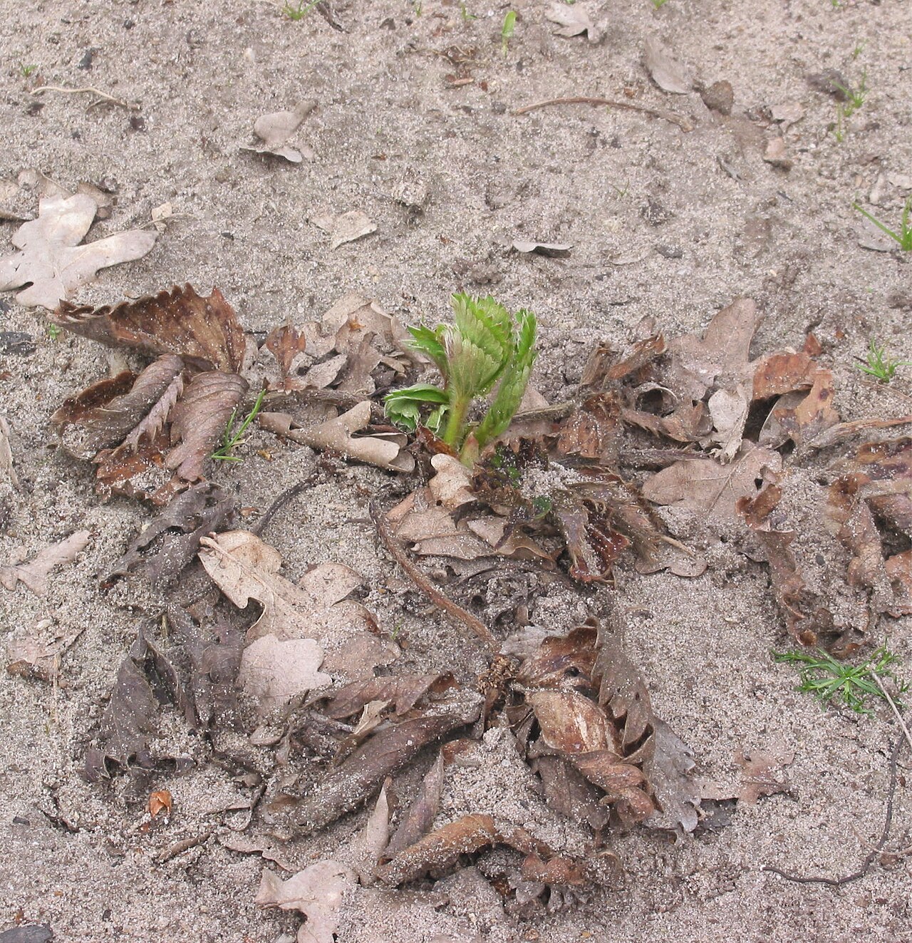 Fragaria ananassa, Garden strawberry — spreading semi-evergreen (Rosaceae) (image 2 of 9)