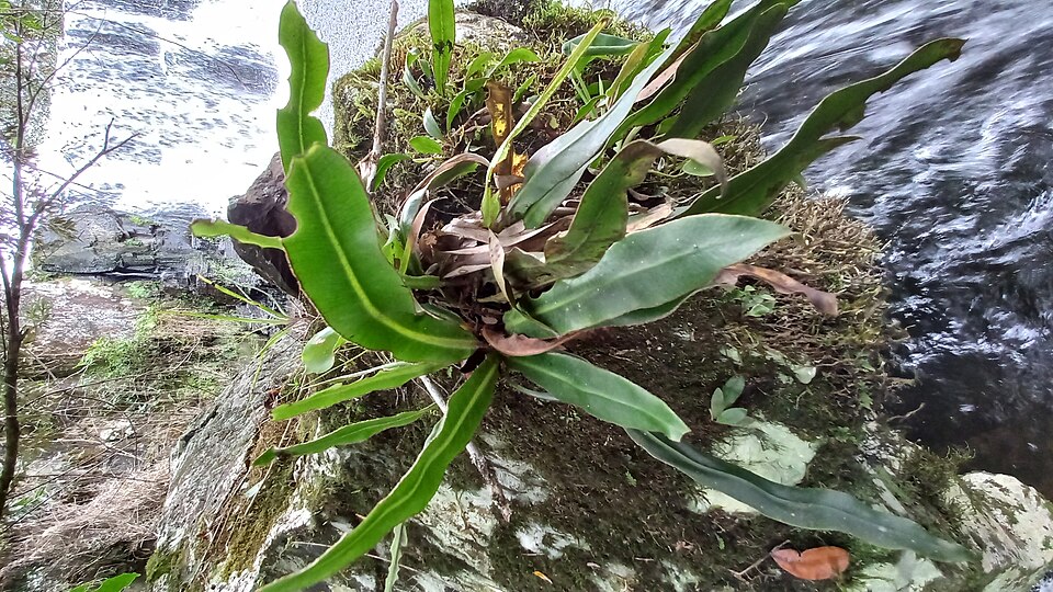 Elaphoglossum (tongueferns) (alternate view 4)