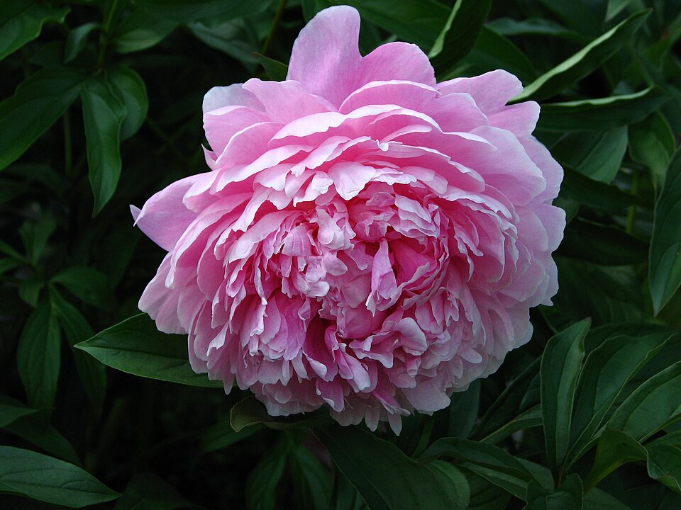 Paeonia lactiflora 'Sarah Bernhardt' (Sarah Bernhardt Peony) (alternate view 3)