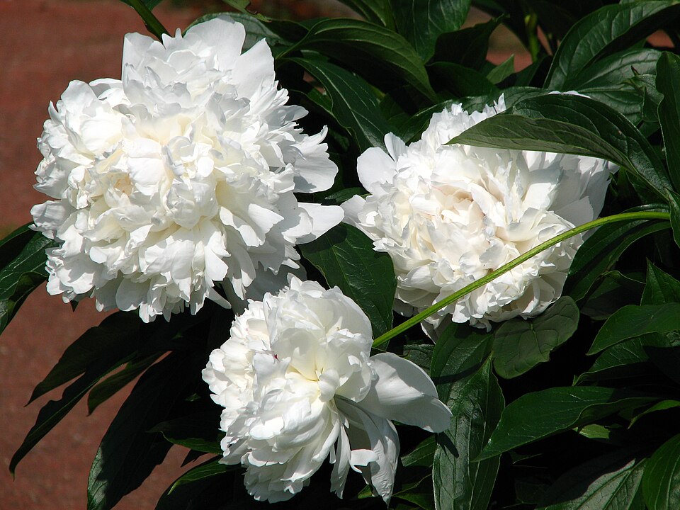Paeonia lactiflora 'Festiva Maxima' (Festiva Maxima Peony)