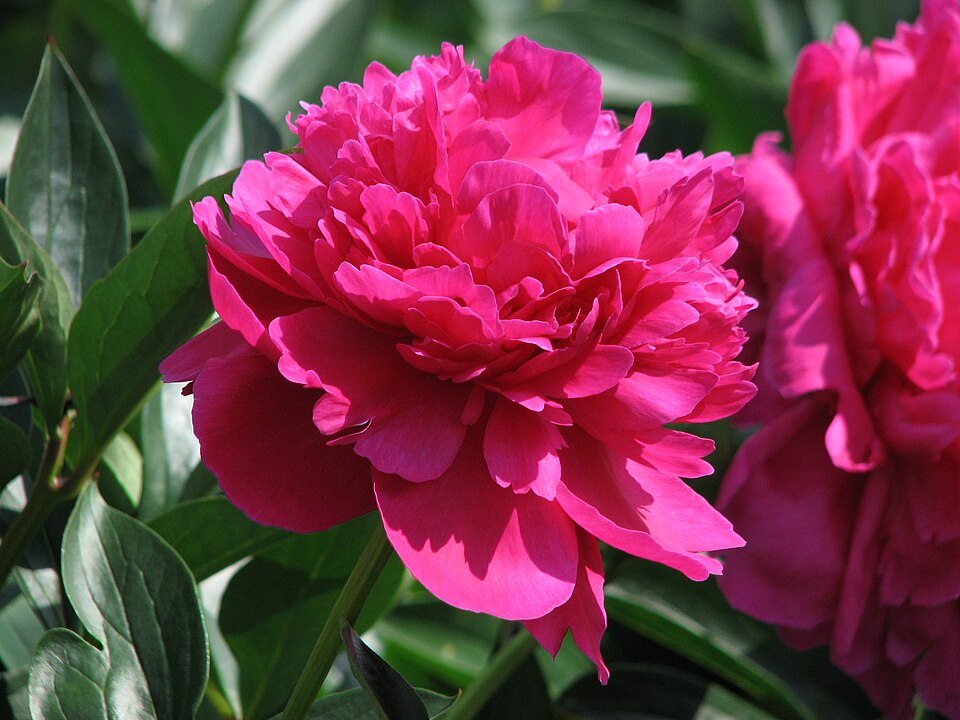 Paeonia 'Kansas' (Kansas Peony)