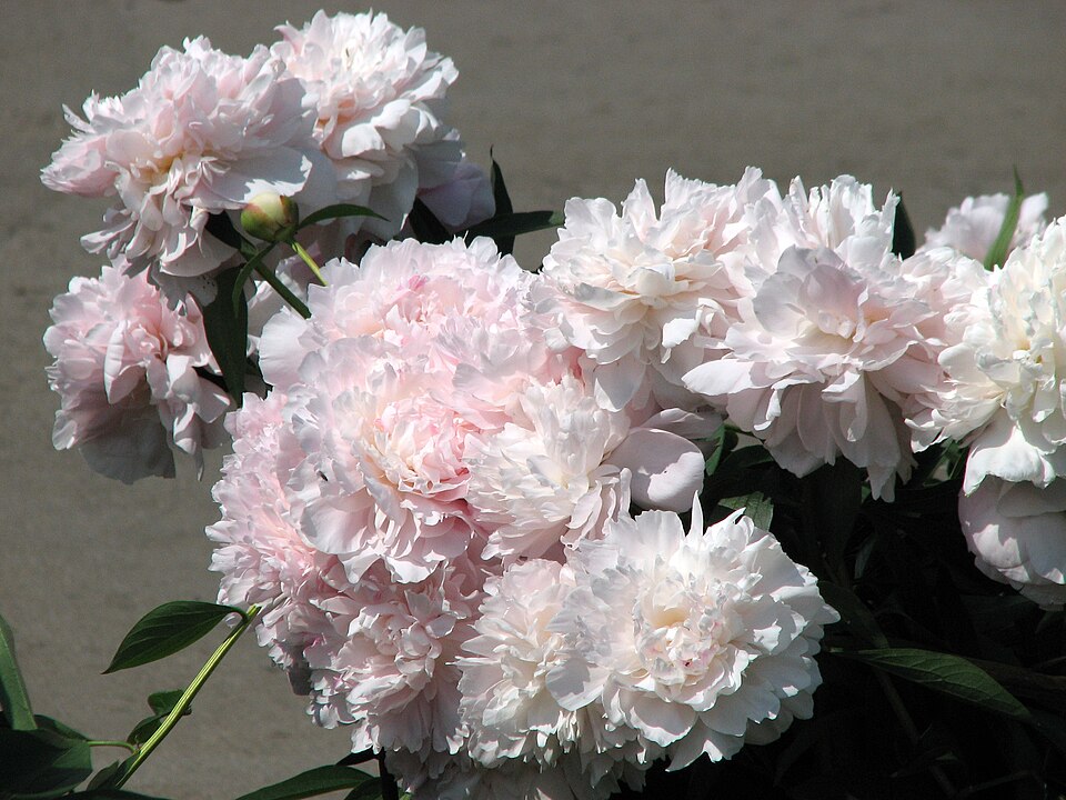 Paeonia 'Madame Calot' (Madame Calot Peony)