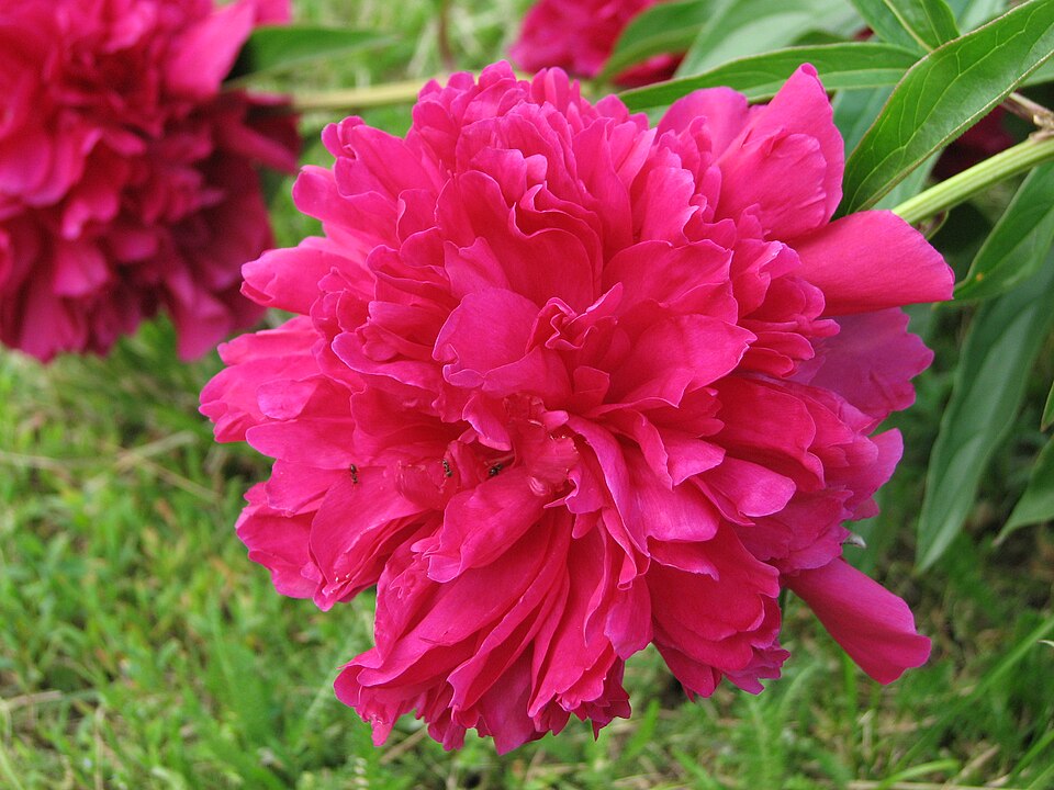 Paeonia 'Best Man' (Best Man Peony)